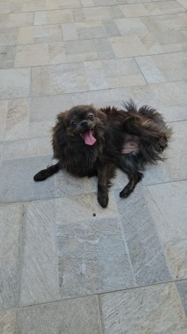 Alessia: taglia piccola socievole equilibrata - Foto 2
