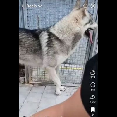 ZEUS LUPO CECOSLOVACCO CERCA SALVEZZA Cane in adozione - Foto 6