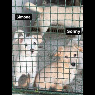 Cambiate il loro destino, Mamma e cuccioli in adozione - Foto 6