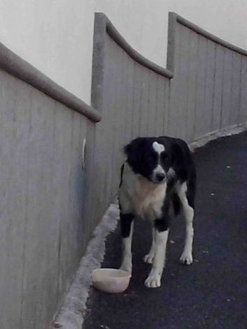 Due teneri cagnolini per strada! - Foto 2