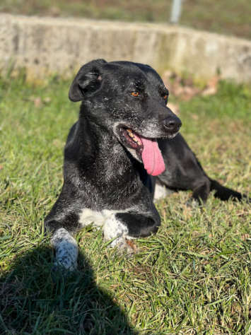 Cane in adozione. ZEUS: UNA VITA IN CANILE - Foto 5