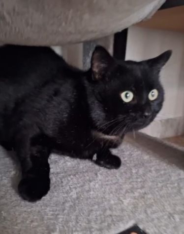 Momo splendida adozione del cuore - Foto 2