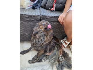Alessia: taglia piccola socievole equilibrata