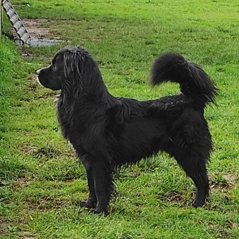 CANE IN ADOZIONE: NADAL, adorabile tenerone. - Foto 6