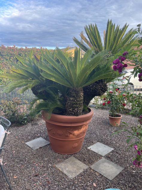 Grande Cycas Revoluta ornamentale adulta