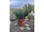 Grande Cycas Revoluta ornamentale adulta
