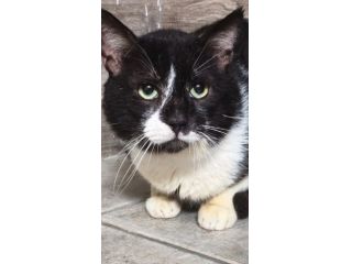 Juve, tenero gattone cerca una casa