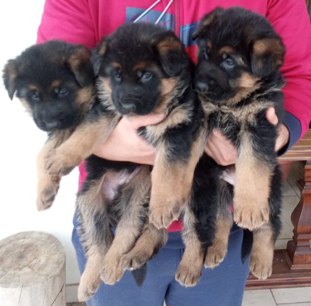 Cuccioli di Pastore Tedesco con pedigree enci