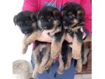 Cuccioli di Pastore Tedesco con pedigree enci