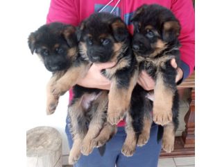 Cuccioli di Pastore Tedesco con pedigree enci