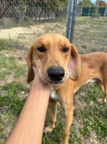 DIAMANTE SOCIEVOLE DELICATO CANE IN ADOZIONE TG CONTENUTA - Foto 8