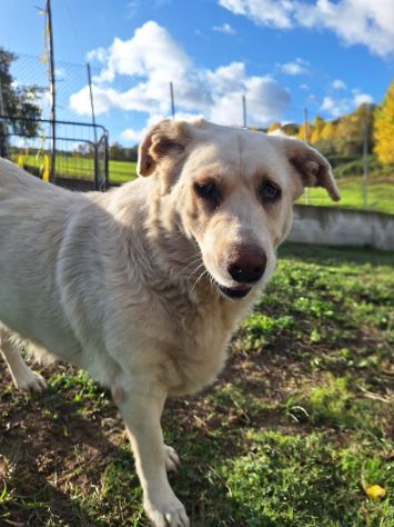 MARIA MERAVIGLIOSA e SOCIEVOLE, CANE IN ADOZIONE - Foto 2