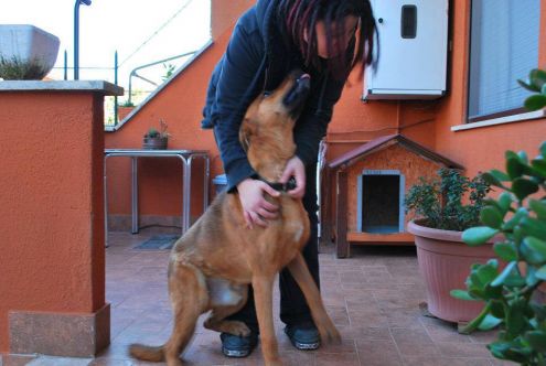 STEVEN, dolce cagnolone - Foto 2