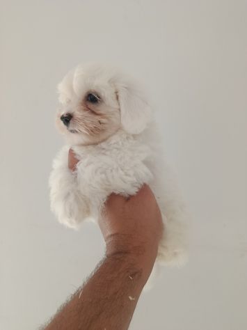 Cuccioli di maltese mini
