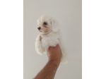 Cuccioli di maltese mini