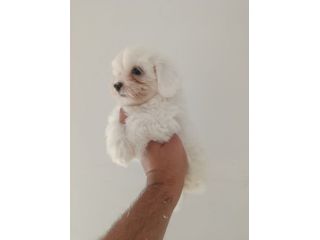 Cuccioli di maltese mini