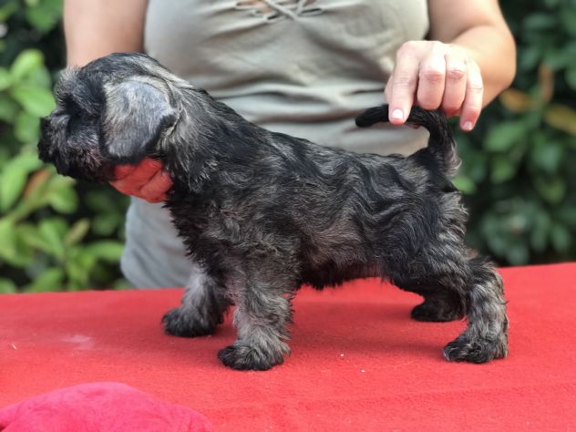 Cuccioli di Zwergschnauzer Pepe e sale - Foto 10
