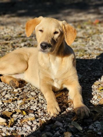 CUCCIOLI IN ADOZIONE - Foto 5
