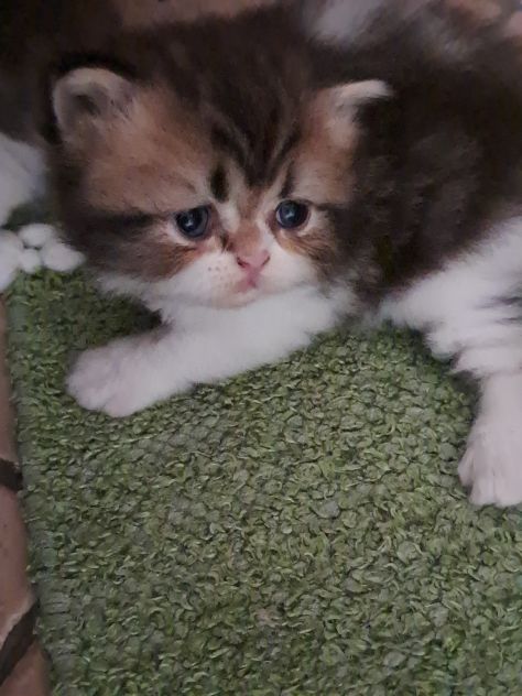 Gattini  persiani - Foto 5