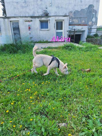 Akira in adozione - Foto 3