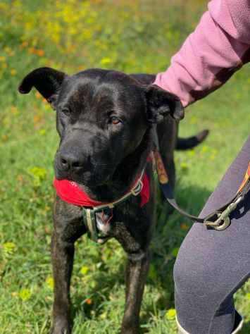 Adil il magnifico cane da adottare - Foto 4