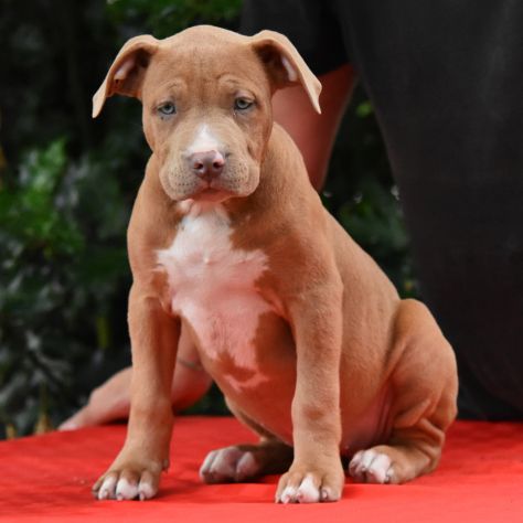 Cucciole di American Bully XL. - Foto 5
