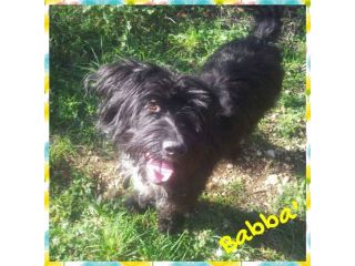 BABBA', stupendo cucciolone mix Schnauzer