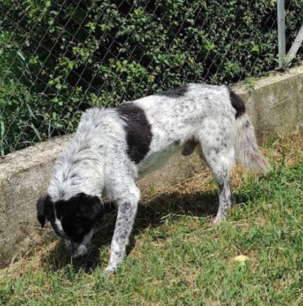 ESCAPE DOLCE E DISCRETO: CANE IN ADOZIONE TG MEDIA - Foto 9