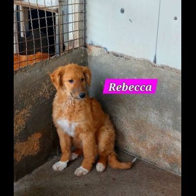 CUCCIOLI IN ADOZIONE - Foto 10