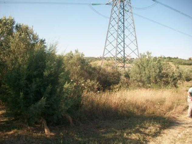 Uliveto in vendita a Lanciano - Foto 3