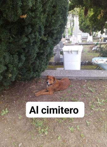 CAGNOLINO IN ADOZIONE