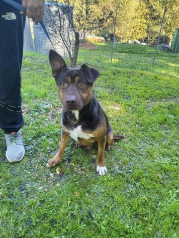 Odino - Foto 3