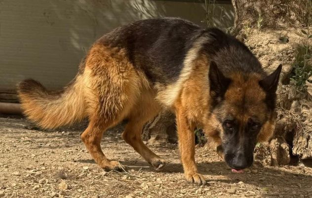 IL CUORE SPEZZATO DIETRO LE SBARRE SASHA PASTORE TEDESCO 2 ANNI PORTATA IN CANIL - Foto 4