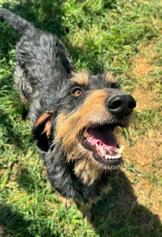 Aramis 5 anni segugio pelo ruvido - Foto 4