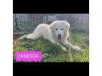 VANESSA DELIZIOSA NATA GIUGNO 2025 CANE IN ADOZIONE