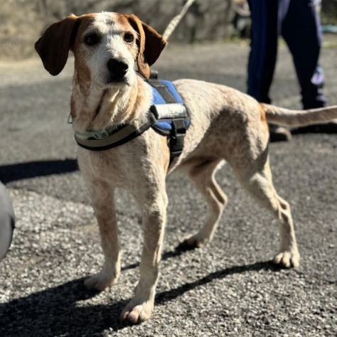 Newton il segugio con le lentiggini, adora le carezze, cane in adozione - Foto 2