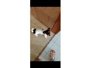 Jack russel