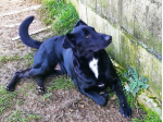 CANE IN ADOZIONE: ARON
