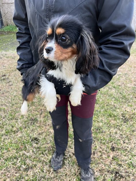 Cucciolo maschio di Cavalier King Charles Spaniel - Foto 5