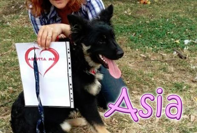 ASIA, stupenda lupetta di 5 mesi - Foto 6