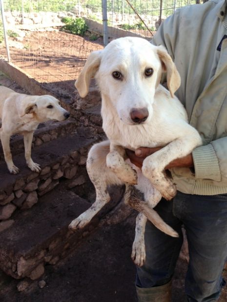 Cucciolotti in cerca di casa URGENTE! - Foto 3