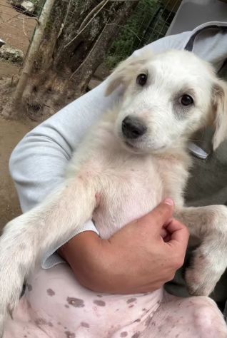 SALLY DELIZIOSA CUCCIOLA IN ADOZIONE - Foto 3