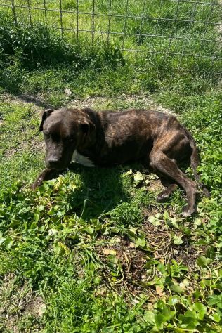 Tasha adozione cane tripode - Foto 5