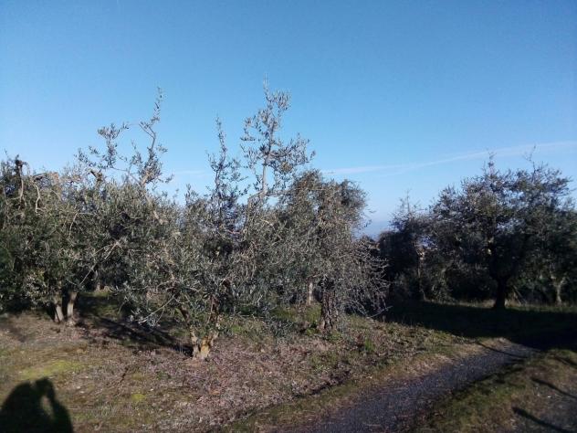 TERRENO AGRICOLO di 3000 mq (GAMBASSI TERME) rif. G 553 - Foto 3