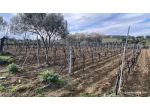 Soleminis, proprietà parte di Azienda Biologica, con vigneto, oliveto, frutteto
