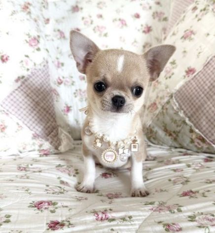 CHIHUAHUA TOY CUCCIOLI selezionati pag in 12 rate