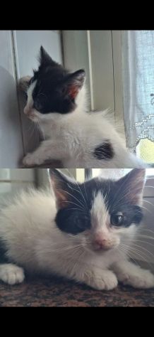 Regalo gattini Salerno