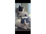 Regalo gattini Salerno