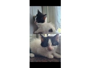 Regalo gattini Salerno