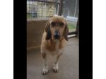 CHESTER SIMIL SPINOCINO CANE IN ADOZIONE TG MEDIO CONTENUTA